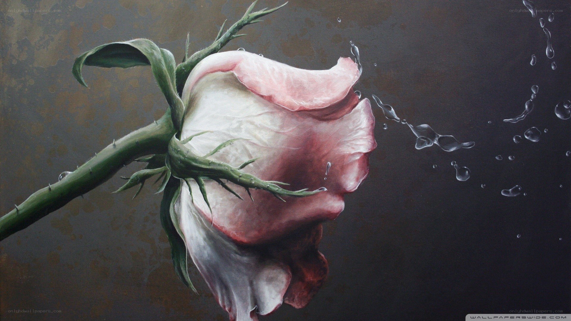 rose with water droplets