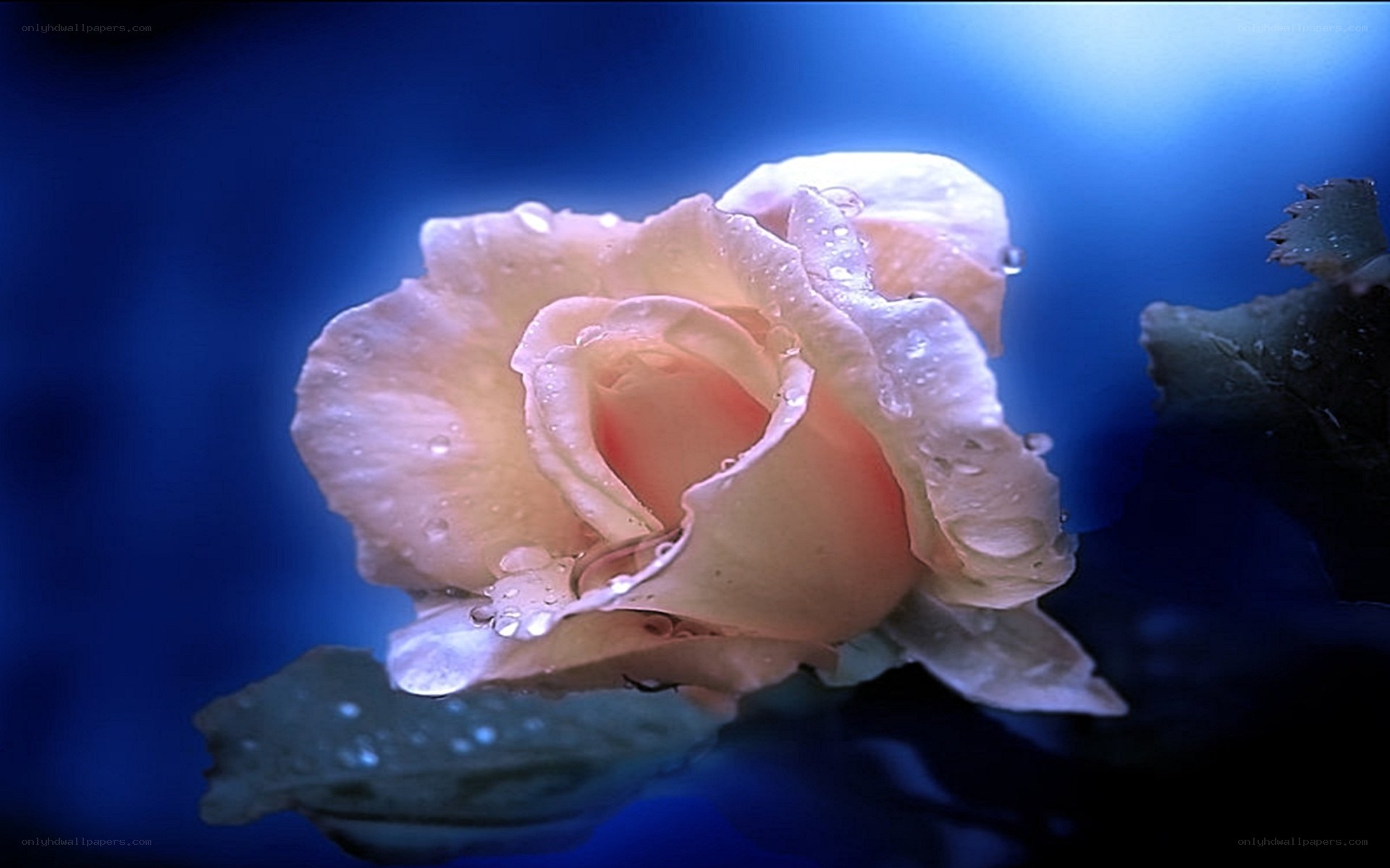 rose with water droplets