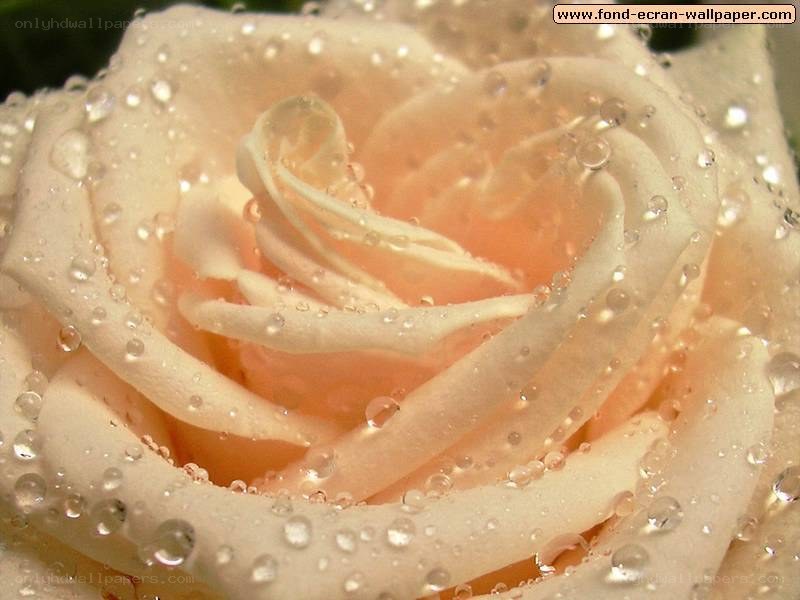 rose with water droplets