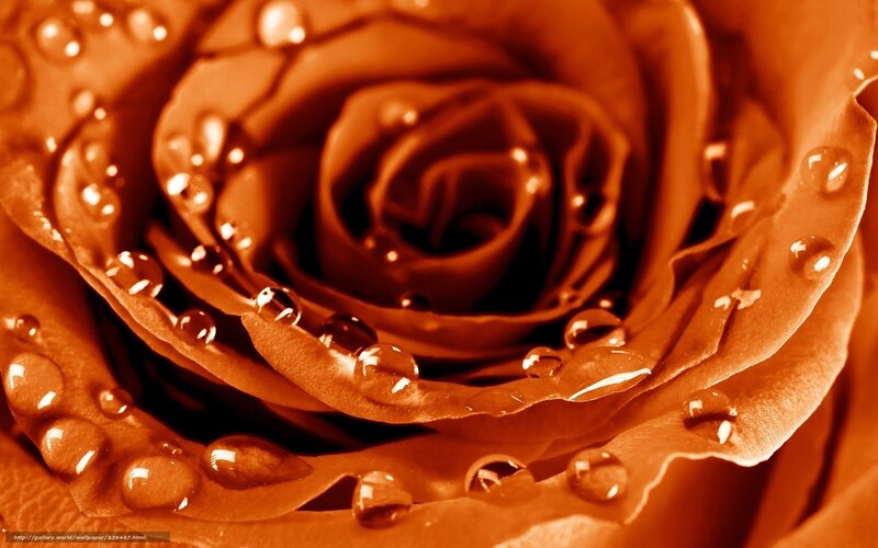 rose with water droplets