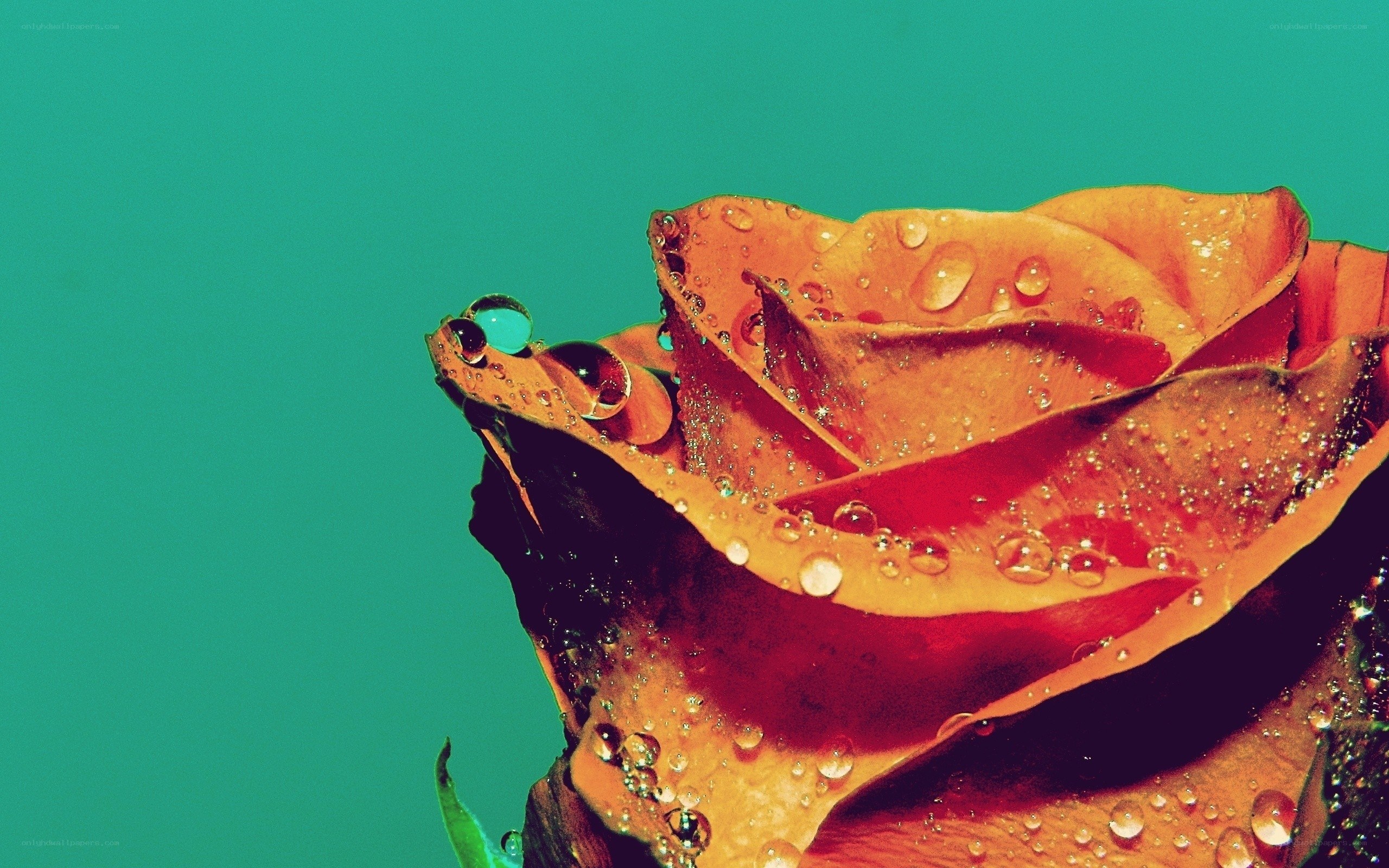 rose with water droplets