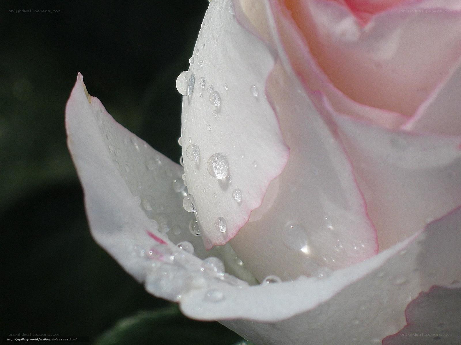 rose with water droplets