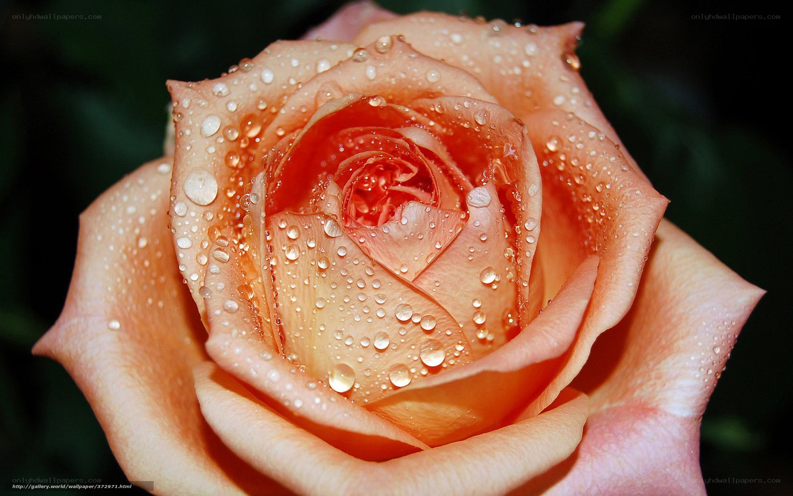 rose with water droplets