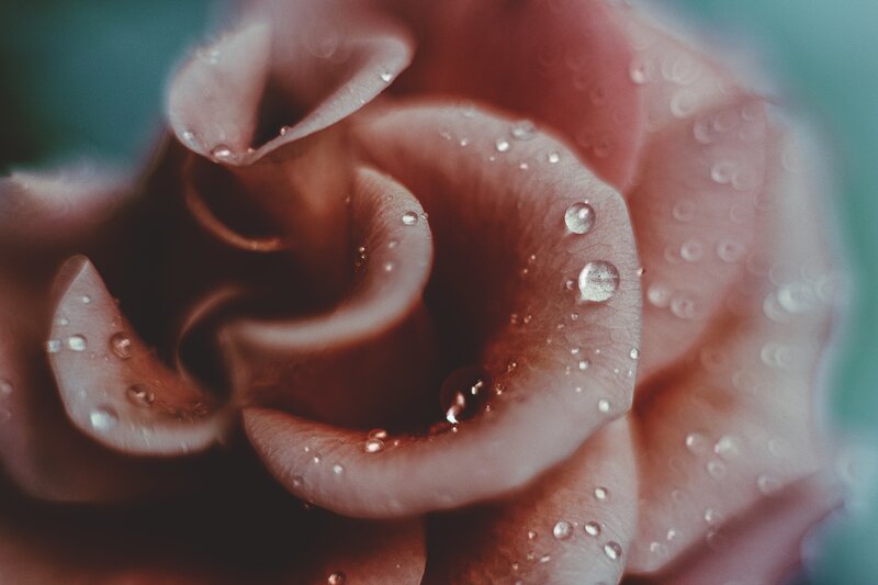 rose with water droplets