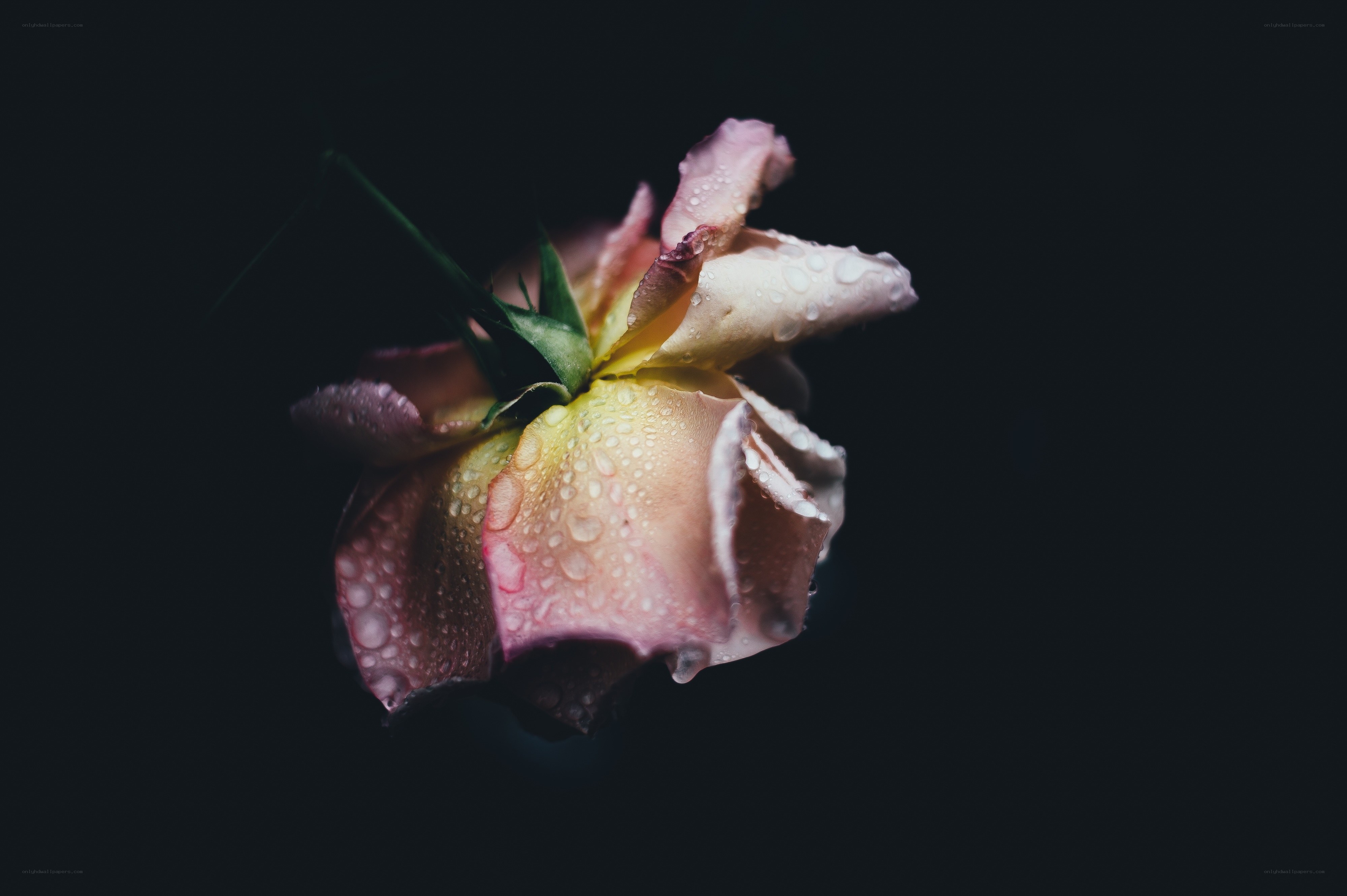 rose with water droplets