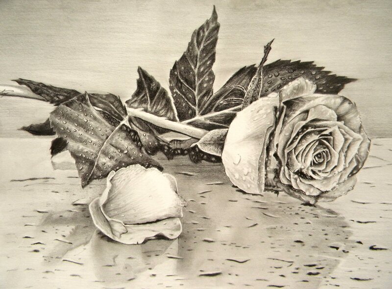 Rose with Water Droplets — Black, Calm