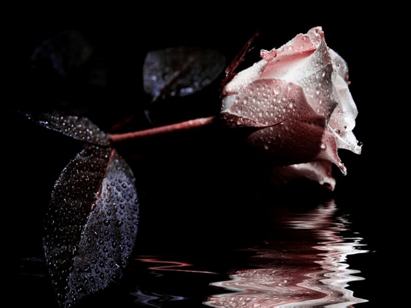 Rose with Water Droplets — Black, Dramatic, Night