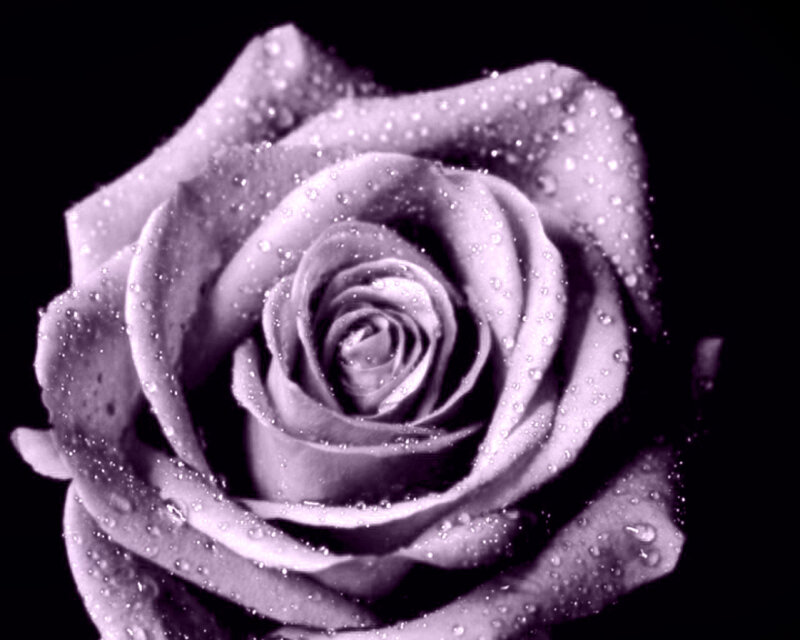 Rose with Water Droplets — Black, Dramatic, Photograph