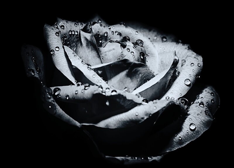 Rose with Water Droplets — Black, Dramatic, Photograph, Water Droplets
