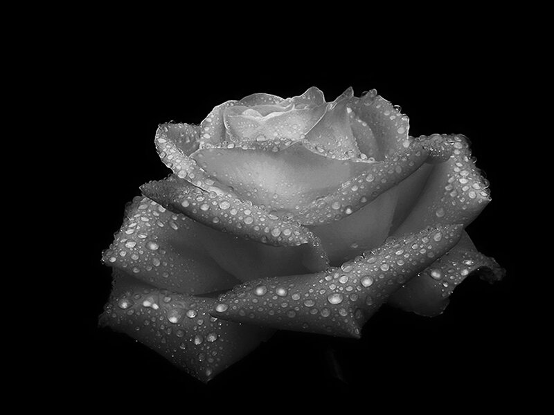 Rose with Water Droplets — Black, Dramatic