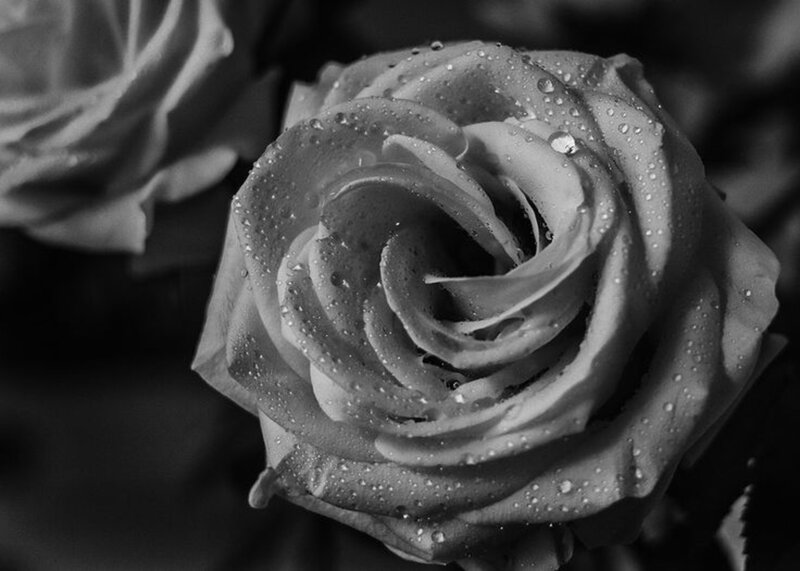 Rose with Water Droplets — Black, Serene, Photograph
