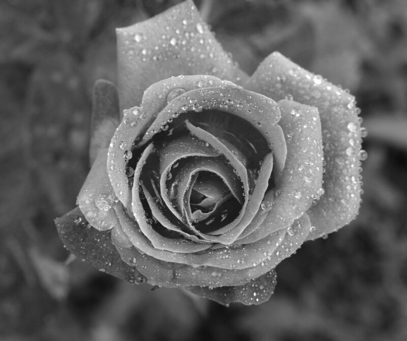 Rose with Water Droplets — Black, Serene