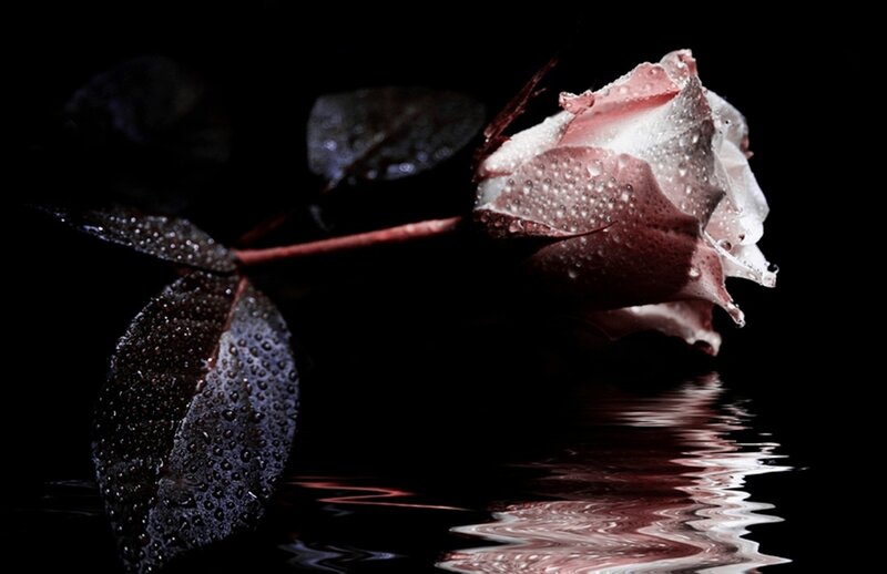 Rose with Water Droplets — Black