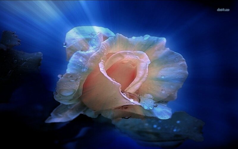 Rose with Water Droplets — Blue, Dramatic, Photograph