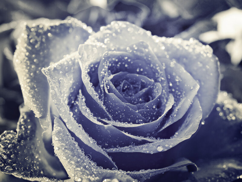 Rose with Water Droplets — Blue