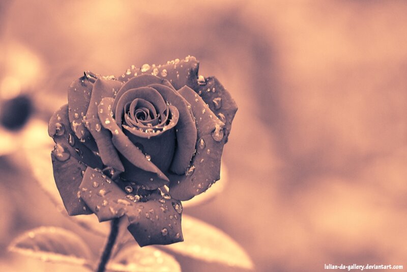 Rose with Water Droplets — Brown