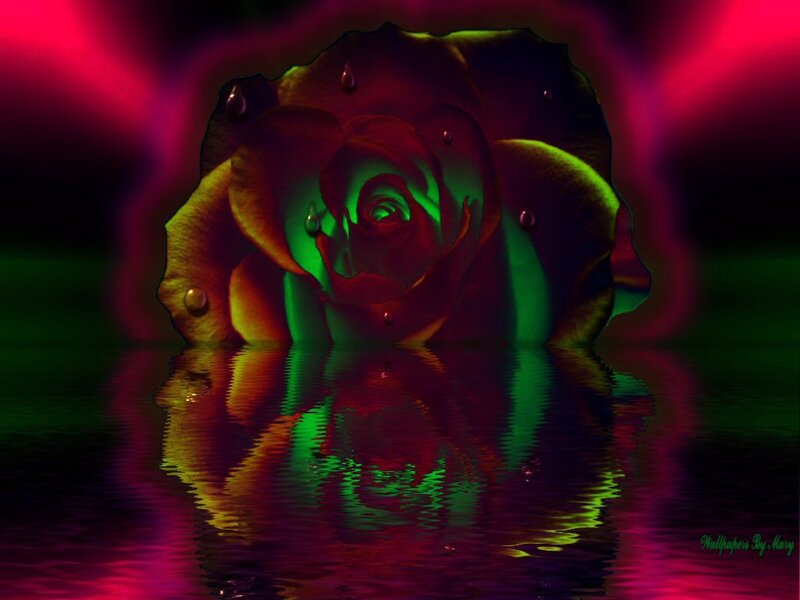 Rose with Water Droplets — Green