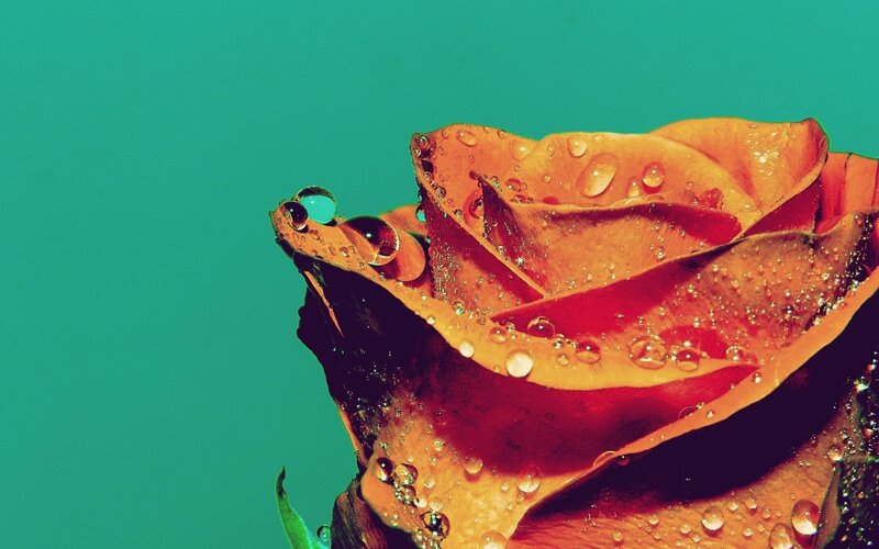 Rose with Water Droplets — Orange, Dramatic
