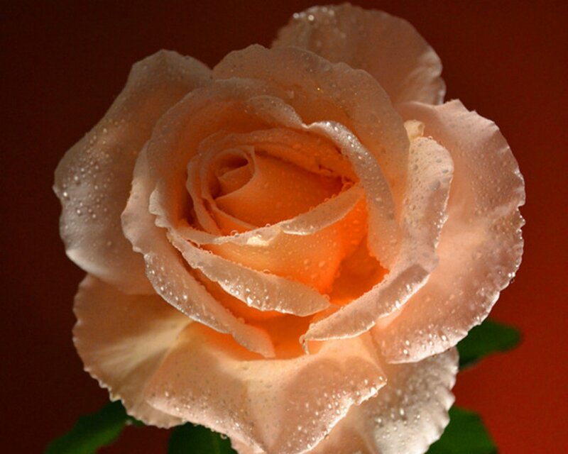 Rose with Water Droplets — Orange