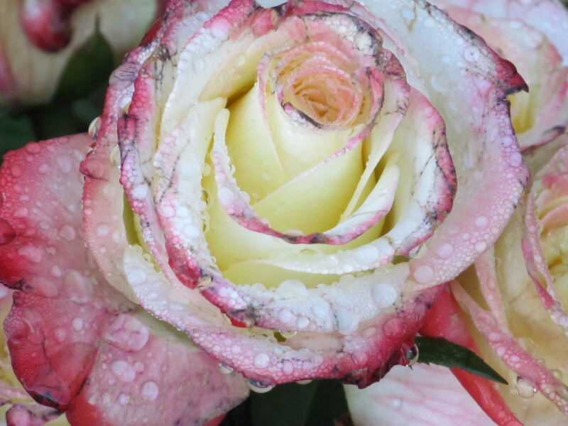 Rose with Water Droplets — Pink, Calm