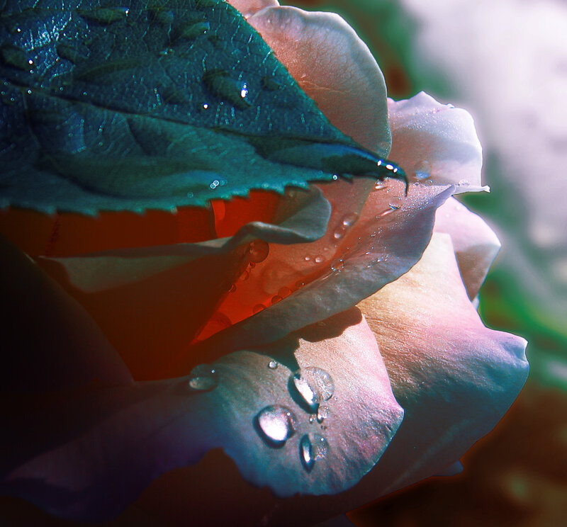 Rose with Water Droplets — Pink, Dramatic, Photograph, Leaf