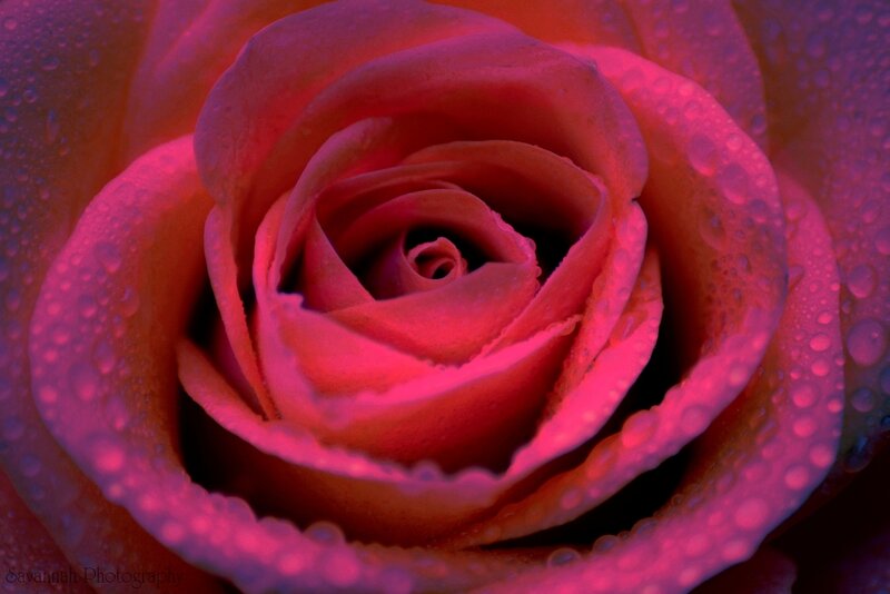 Rose with Water Droplets — Pink, Dramatic, Photograph