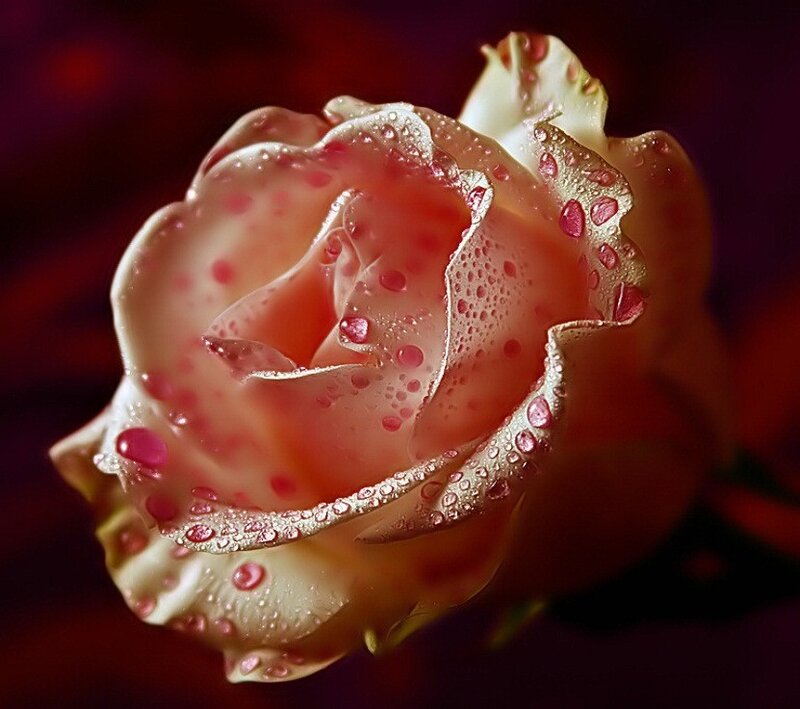 Rose with Water Droplets — Pink, Dramatic