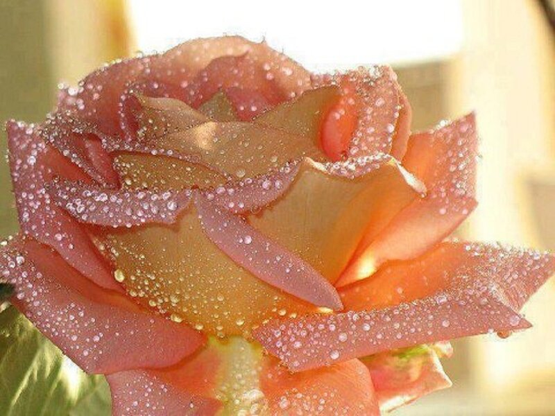 Rose with Water Droplets — Pink, Serene, Morning, Photograph