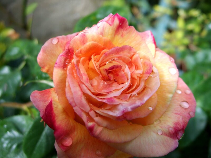Rose with Water Droplets — Pink, Serene, Morning