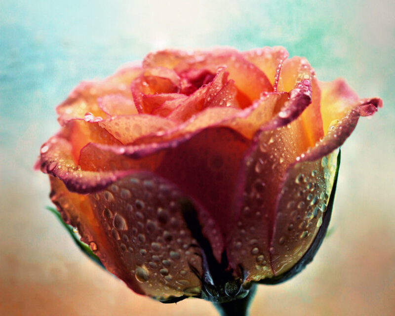 Rose with Water Droplets — Pink, Serene, Photograph, Water Droplets