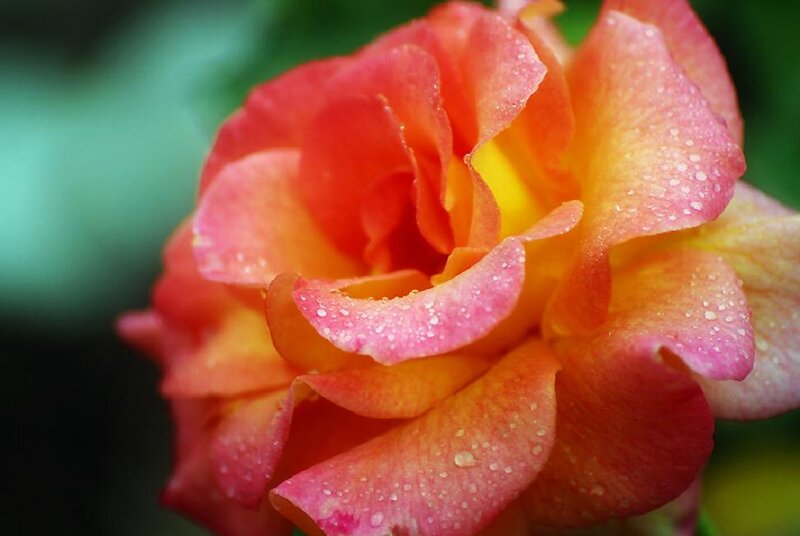 Rose with Water Droplets — Pink, Serene