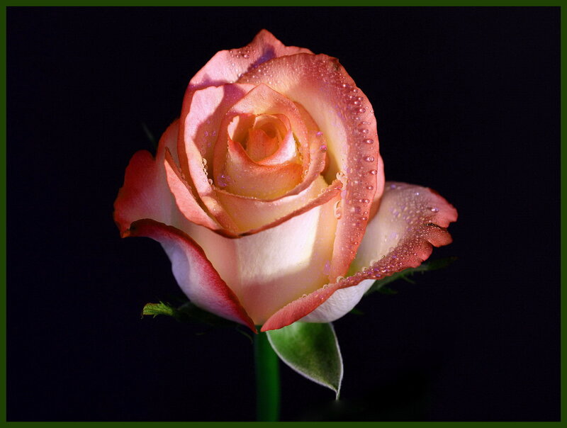 Rose with Water Droplets — Pink