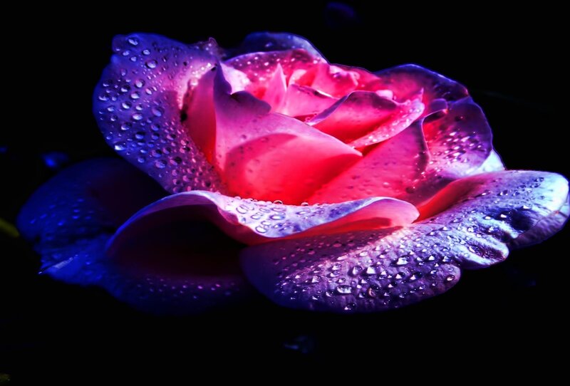 Rose with Water Droplets — Purple, Dramatic, Night, Photograph