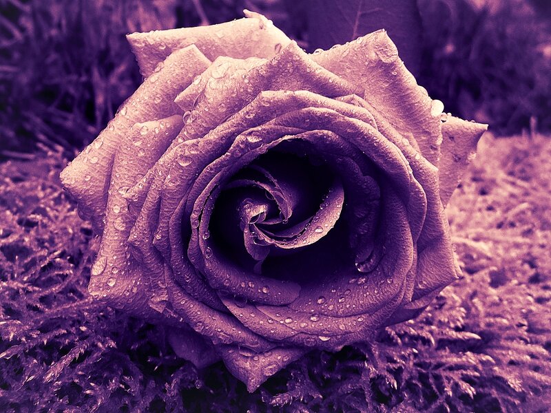 Rose with Water Droplets — Purple, Dramatic, Photograph