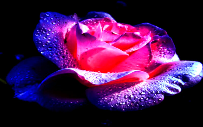 Rose with Water Droplets — Purple, Dramatic