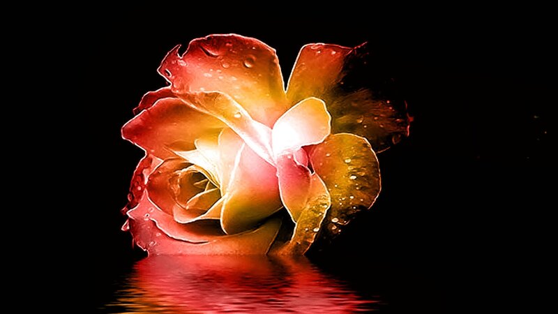 Rose with Water Droplets — Red, Dramatic, Digital Art, Reflection