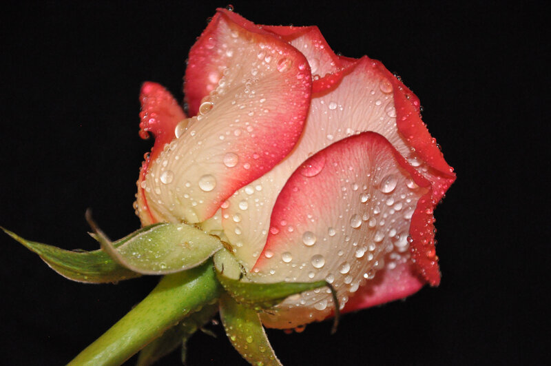 Rose with Water Droplets — Red, Dramatic, Photograph, Petals