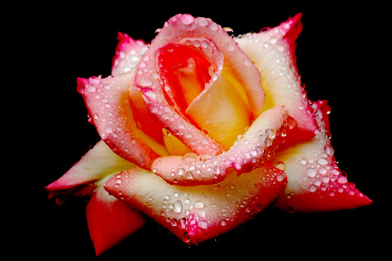 Rose with Water Droplets — Red, Dramatic, Photograph