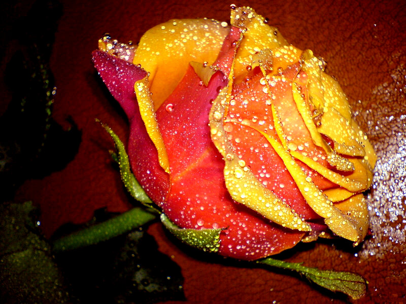 Rose with Water Droplets — Red