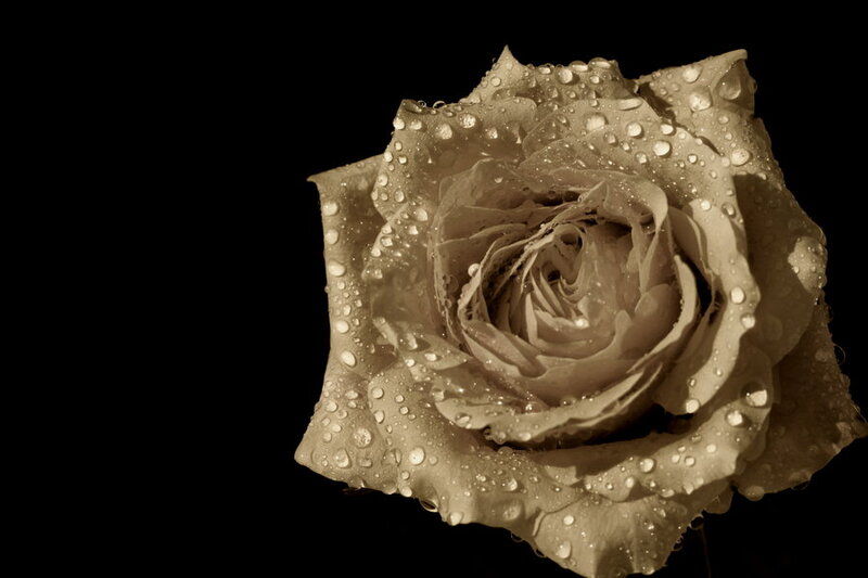 Rose with Water Droplets — Sepia
