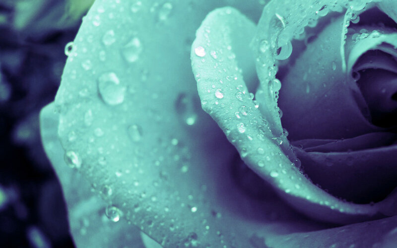 Rose with Water Droplets — Teal