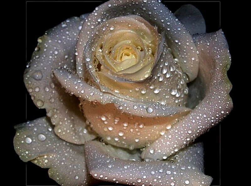 Rose with Water Droplets — White