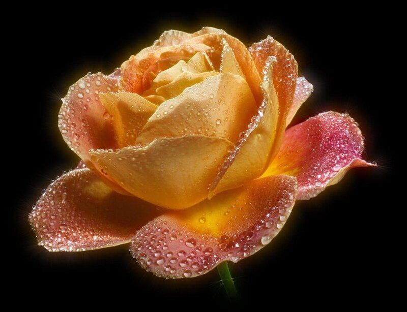 Rose with Water Droplets — Yellow, Dramatic