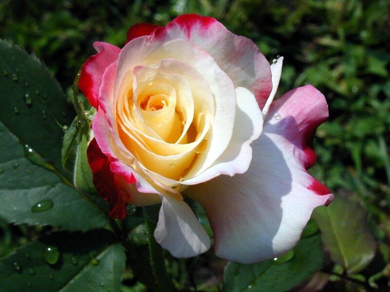 Rose with Water Droplets — Yellow