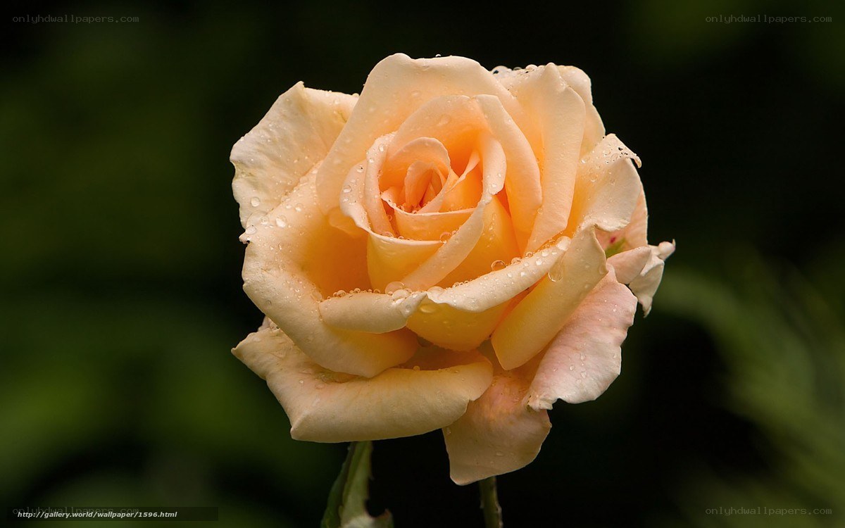 rose with water droplets
