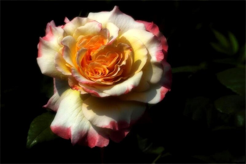 Rose with Yellow and Pink Petals