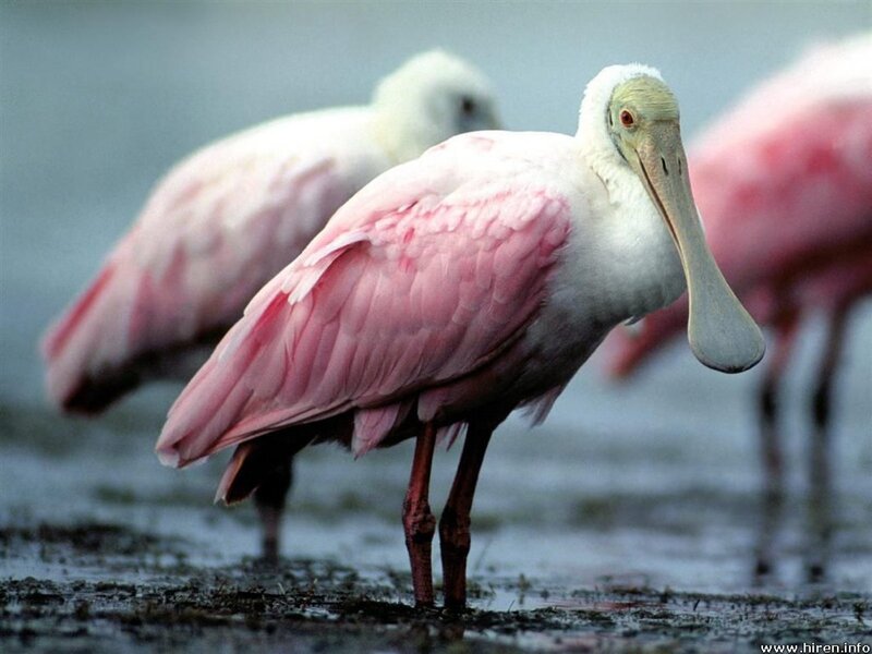 Roseate Spoonbill Bird — Pink, Calm, Photograph