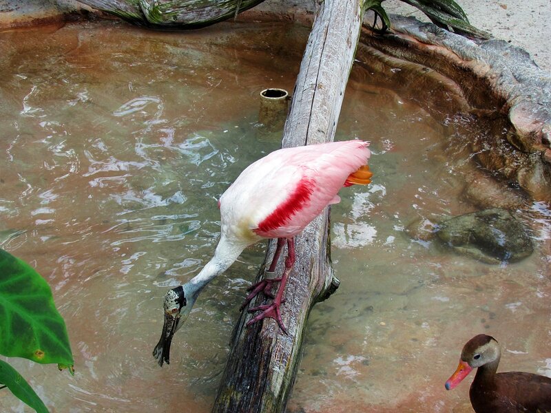 Roseate Spoonbill Bird — Pink, Calm
