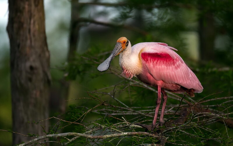 Roseate Spoonbill Bird — Pink, Serene