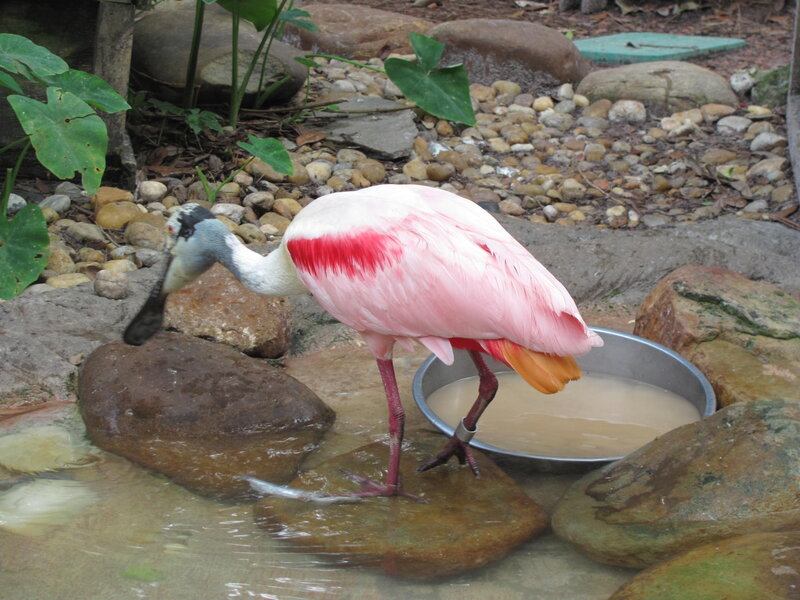 Roseate Spoonbill Bird — Pink